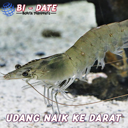 Udang Naik ke Daratan