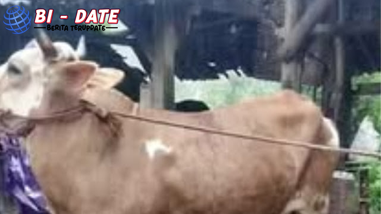 Kisah Unik: Sapi Hanyut Minta Tebusan, Pemilik Terkejut!