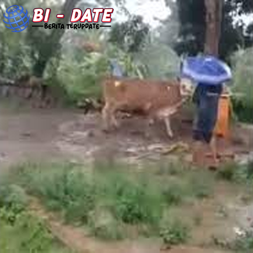 Kisah Unik: Sapi Hanyut Minta Tebusan, Pemilik Terkejut!